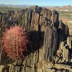 Ferocactus cylindraceus Habitat