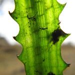 Ottelia muricata Leaf