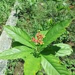 Rauvolfia serpentina Fruit