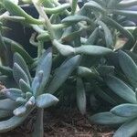 Dudleya greeneiLeaf