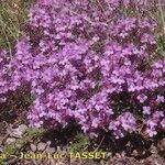 Thymus nervosus Celota