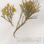 Genista salzmannii Altres