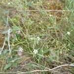 Thesium linophyllon Flower