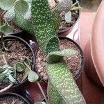 Gasteria carinata Leaf