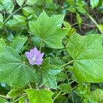 Malva nicaeensis Листок