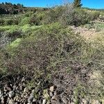 Rubia fruticosa Hábito