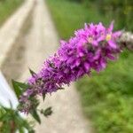 Lythrum virgatumFlower