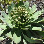 Aeonium appendiculatum عادت داشتن