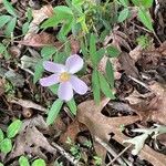 Rosa carolina Flower