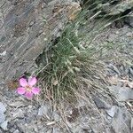 Dianthus sylvestris Flower