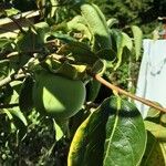 Diospyros kaki Fruit