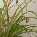 Billbergia nutans Blatt