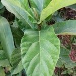 Ficus hispida List