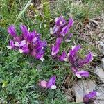 Astragalus vesicarius Flower