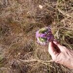Chresta scapigera Flor