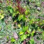 Dioscorea alata Alkat (teljes növény)