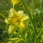 Hemerocallis minor Flors