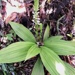 Calanthe balansae Habit