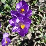 Crocus flavus 花