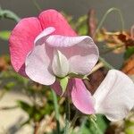 Lathyrus odoratus Květ