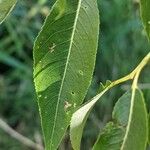 Salix amygdaloides पत्ता