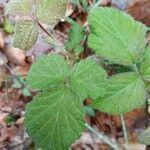 Rubus camptostachys ᱥᱟᱠᱟᱢ