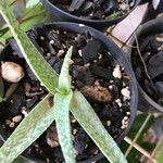 Aloe rauhii Leaf