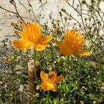 Trollius chinensis फूल