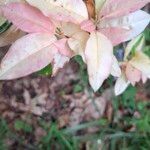 Photinia davidiana ഇല
