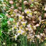 Eremurus robustus Flower