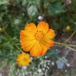 Tagetes tenuifolia Квітка