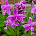 Spathoglottis plicata Flower