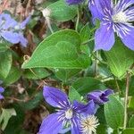 Clematis integrifolia पत्ता