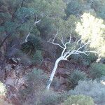 Eucalyptus camaldulensis Habit