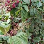 Rubus divaricatus Ovoce