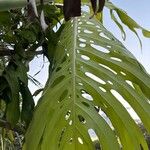 Monstera deliciosa Leaf