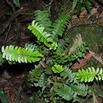 Lindsaea falcata Hábitos