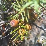 Juniperus oxycedrus Φρούτο