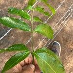 Protium heptaphyllum Leaf