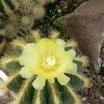 Parodia magnifica Кветка