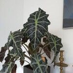 Alocasia sanderianaFulla