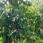 Coffea canephora Hoja