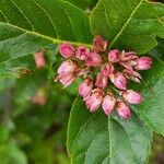 Chamaemespilus alpina Flor