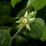 Passiflora fanchoniae