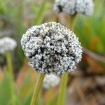 Paepalanthus alpinus Flor