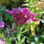 Daphne cneorum Blomst