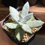 Dudleya pachyphytum List