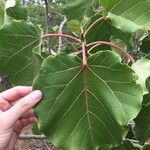 Ficus abutilifolia Hostoa