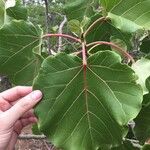 Ficus abutilifolia पत्ता