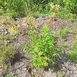 Aralia hispida Flor